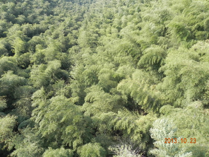 溧阳：南山竹海