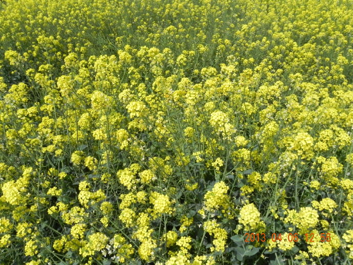 &ldquo;菜花&rdquo;季