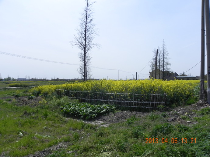 &ldquo;菜花&rdquo;季