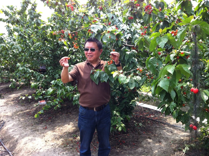 采樱桃的时候&middot;金山农民画村一瞥