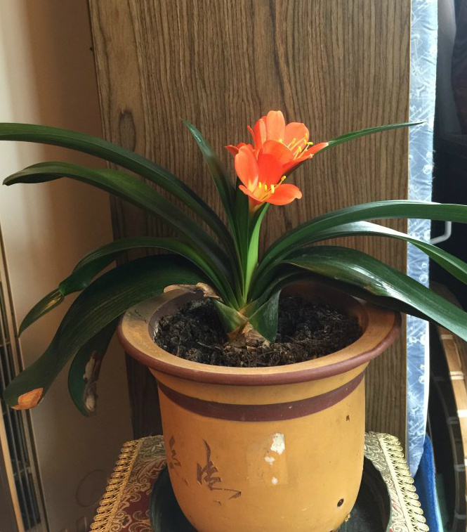君子兰终于又开花了