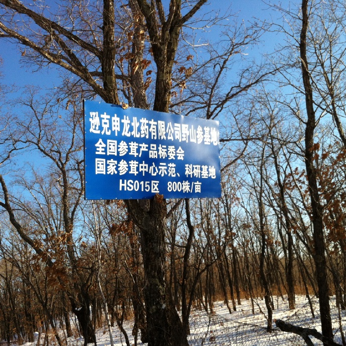 探寻人参种植奥秘&mdash;&mdash;&ldquo;山参&rdquo;篇