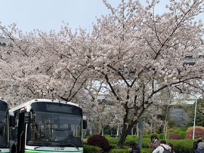 在上海赏樱花