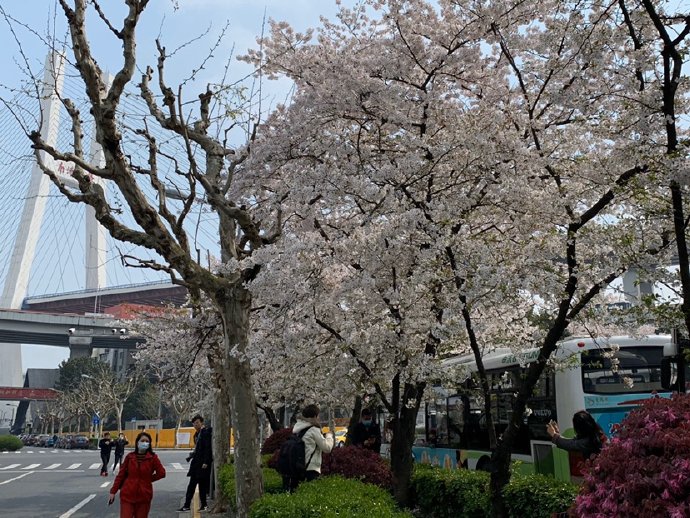 在上海赏樱花