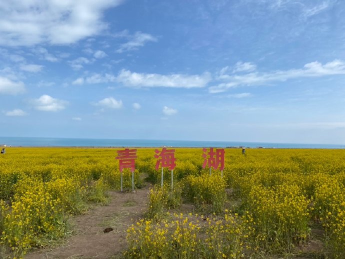 青海湖的油菜花10月开