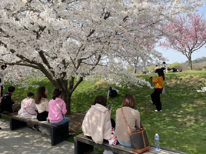 &ldquo;东京の樱花&rdquo;