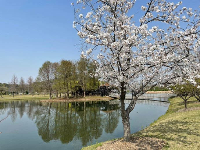 &ldquo;东京の樱花&rdquo;