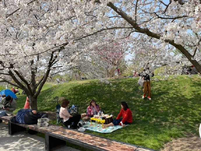 &ldquo;东京の樱花&rdquo;