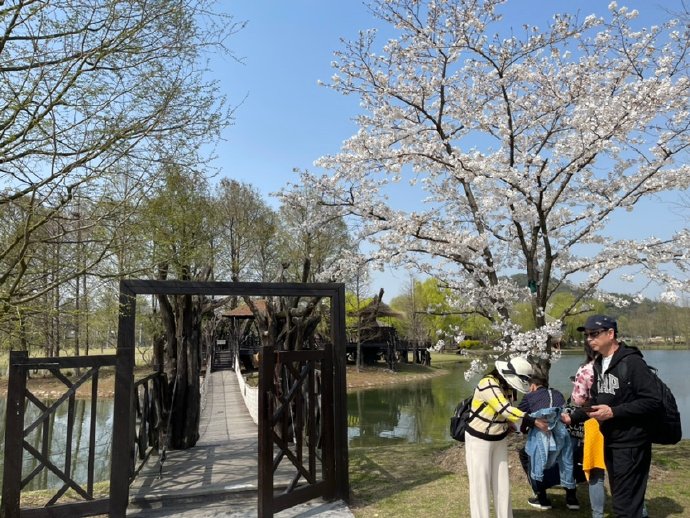 &ldquo;东京の樱花&rdquo;