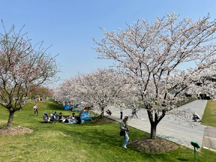 &ldquo;东京の樱花&rdquo;
