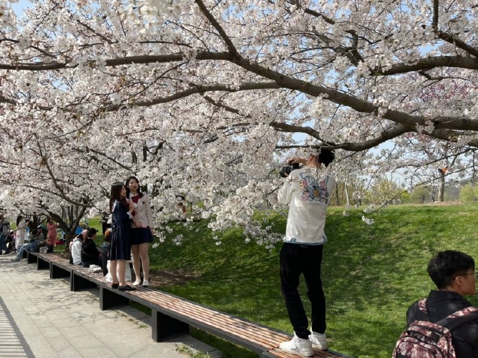 &ldquo;东京の樱花&rdquo;