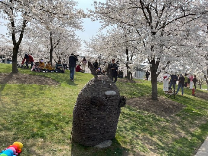 &ldquo;东京の樱花&rdquo;