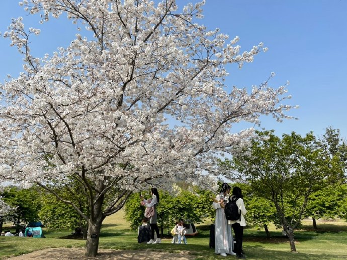 &ldquo;东京の樱花&rdquo;