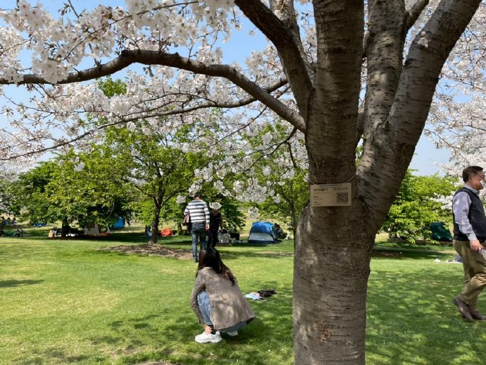 &ldquo;东京の樱花&rdquo;