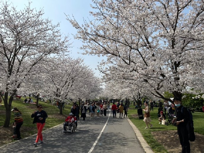 &ldquo;东京の樱花&rdquo;
