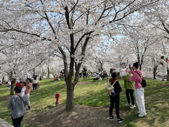 &ldquo;东京の樱花&rdquo;