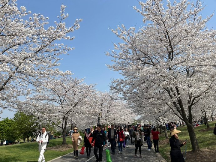 &ldquo;东京の樱花&rdquo;