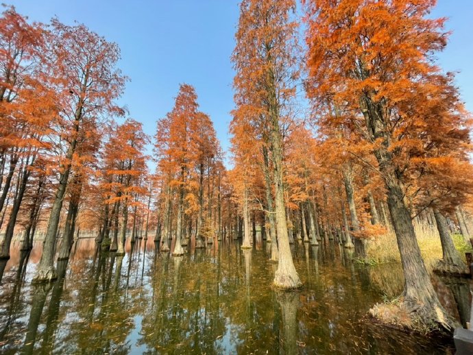 青西郊野看红叶