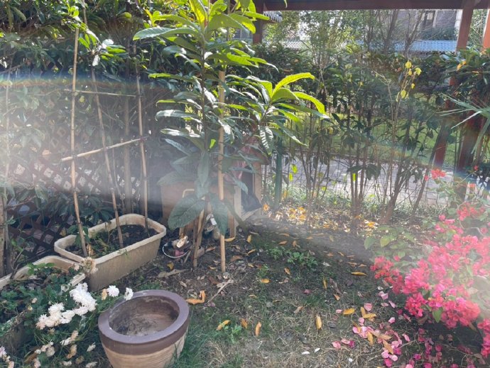 老中医悠然当农夫
