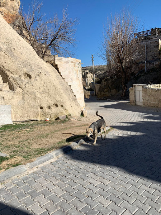 狗狗护我逛峡谷