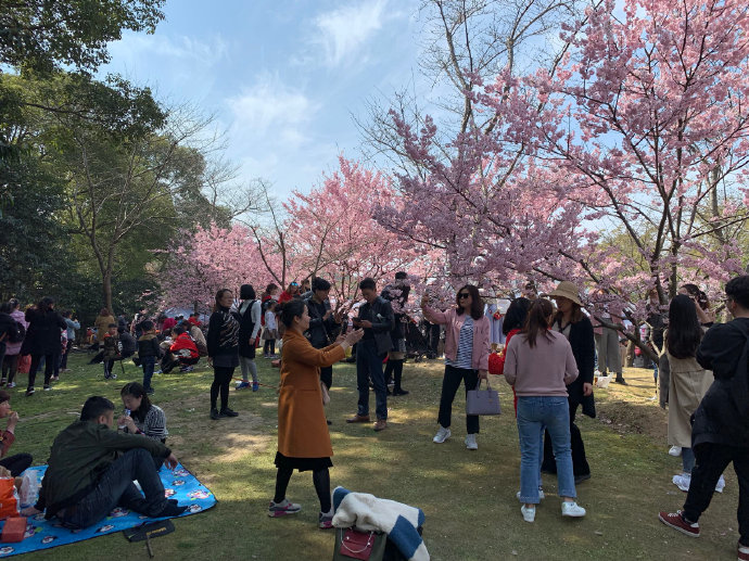 太湖鼋头渚探&ldquo;早樱&rdquo;