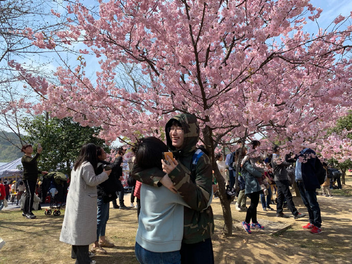 太湖鼋头渚探&ldquo;早樱&rdquo;