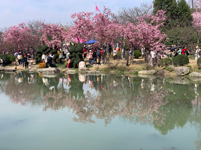 太湖鼋头渚探&ldquo;早樱&rdquo;