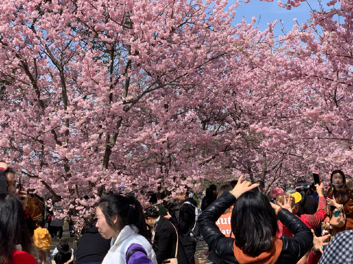 太湖鼋头渚探&ldquo;早樱&rdquo;